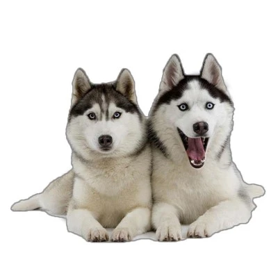 car body decal stickers